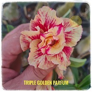 Rosa do Deserto Enxerto Triple Golden Parfum