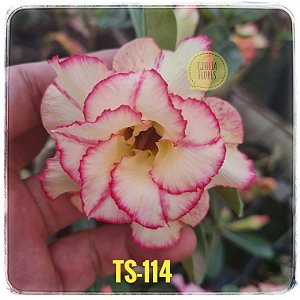 Rosa do Deserto Enxerto TS-114