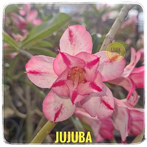 Rosa do Deserto Enxerto Jujuba