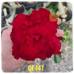 Rosa do Deserto Enxerto GF-147