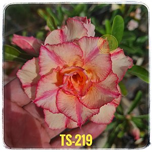 Rosa do Deserto Enxerto TS-219