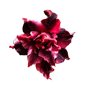 Rosa do Deserto Enxerto Black Jack