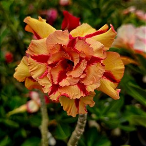 Rosa do Deserto Enxerto Butterfly Dream