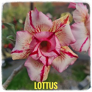 Rosa do Deserto Enxerto Lottus
