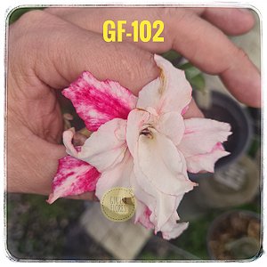 Rosa do Deserto Enxerto GF-102