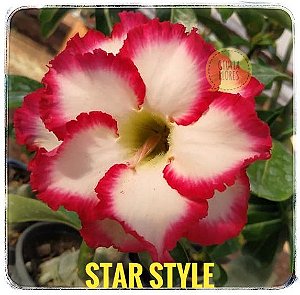 Rosa do Deserto Enxerto Star Style