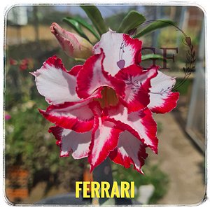 Rosa do Deserto Enxerto Ferrari