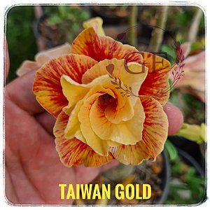 Rosa do Deserto Enxerto Taiwan Gold