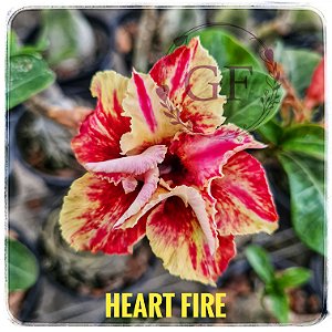 Rosa do Deserto Enxerto Heart Fire