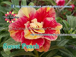 Rosa do Deserto Enxerto Sweet Peach