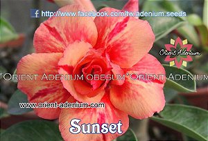 Rosa do Deserto Enxerto Sunset