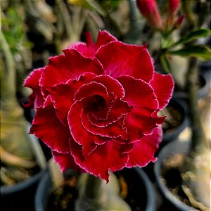 Rosa do Deserto Enxerto Entrancing