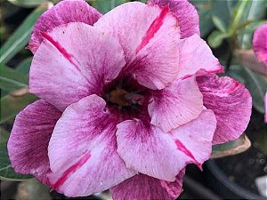 Rosa do Deserto Enxerto Dust