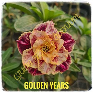 Rosa do Deserto Enxerto Golden Years