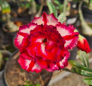 Rosa do Deserto Enxerto Red Cliff