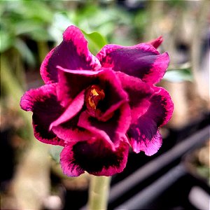 Rosa do Deserto Enxerto Lancaster