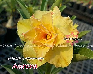 Rosa do Deserto Enxerto Aurora Amarela