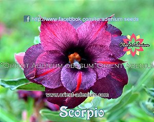 Rosa do Deserto Enxerto Scorpio Roxa