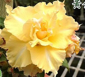 Rosa do Deserto Enxerto Golden Temple RC-517