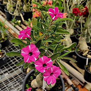 Rosa do Deserto Enxerto Purple Medal