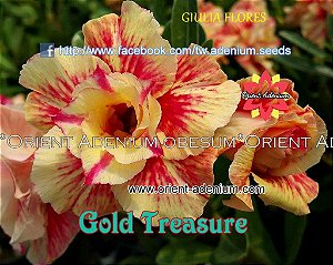 Rosa do Deserto Enxerto Gold Treasure