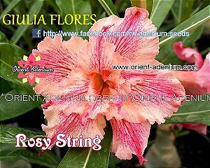 Rosa do Deserto Enxerto Rosy String