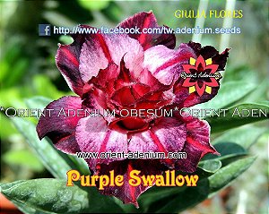 Rosa do Deserto Enxerto Purple Swallow