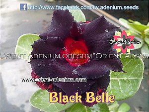 Rosa do Deserto Enxerto Black Belle