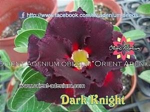 Rosa do Deserto Enxerto Dark Knight