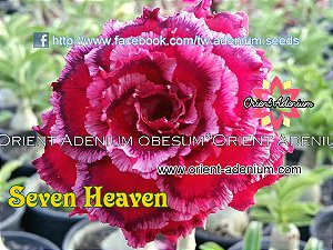 Rosa do Deserto Enxerto Seven Heaven