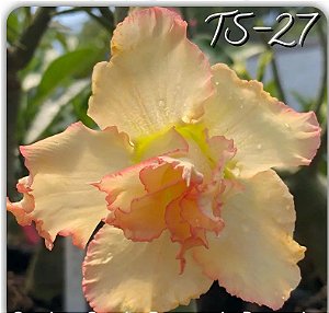 Rosa do Deserto Enxerto TS-27