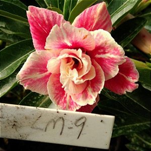 Rosa do Deserto Enxerto LM-9