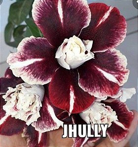 Rosa do Deserto Enxerto Jhully