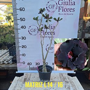 Planta Matriz Enxertada L-14 Negra