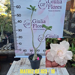 Planta Matriz Enxertada GF-103 Branca Dobrada