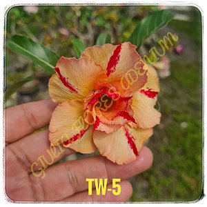 Rosa do Deserto Enxerto TW-5