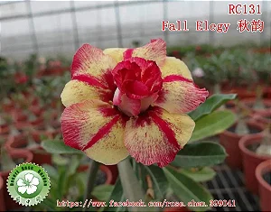 Rosa do Deserto Enxerto RC-131 Fall Elegy