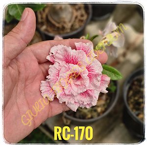 Rosa do Deserto Enxerto RC-170