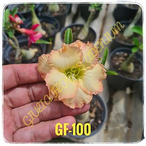 Rosa do Deserto Enxerto GF-100