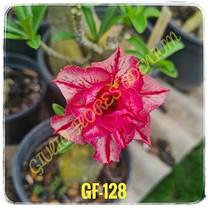 Rosa do Deserto Enxerto GF-128