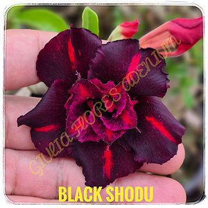 Rosa do Deserto Enxerto Black Shodu