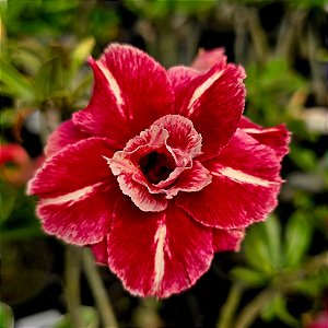 Rosa do Deserto Enxerto Lm-4