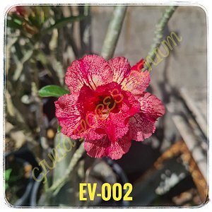 Rosa do Deserto Enxerto EV-002
