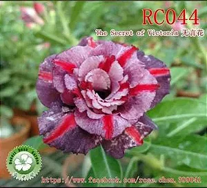 Rosa do Deserto Enxerto RC-044