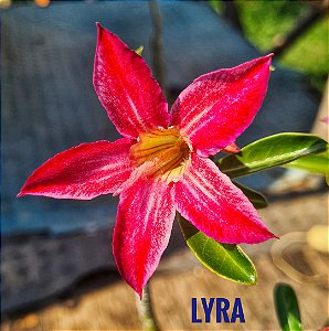 Rosa do Deserto Enxerto Estrela Lyra