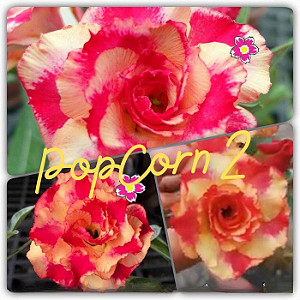 Rosa do Deserto Enxerto Popcorn 2