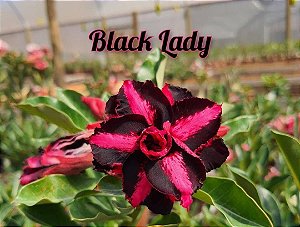 Rosa do Deserto Enxerto Black Lady