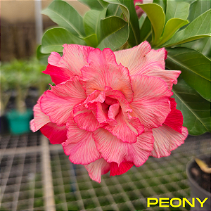 Rosa do Deserto Enxerto Peony RC-523