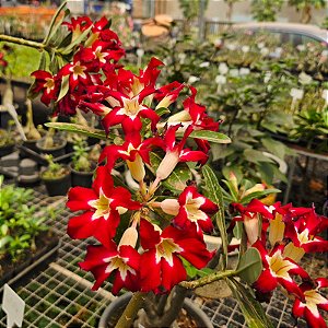 Rosa do Deserto Enxerto Ghost EV-75