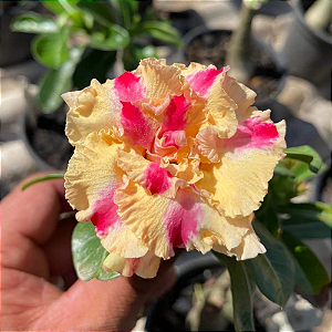 Rosa do Deserto Enxerto Miss Topázio